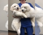 Small Photo #1 Great Pyrenees Puppy For Sale in AMELIA, VA, USA