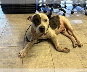 American Staffordshire Terrier-Unknown Mix Dogs for adoption in Grand Prairie, TX, USA
