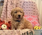 Sniff - Male Golden Retriever Puppy for Sale - Small photo