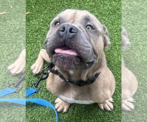 Olde Bulldog Dogs for adoption in Lighthouse Point, FL, USA
