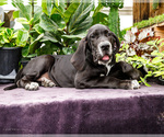 Small #6 Great Dane