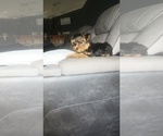 Small Photo #17 Yorkshire Terrier Puppy For Sale in BENSON, NC, USA
