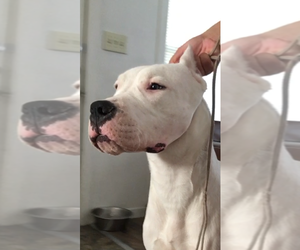 Dogo Argentino Puppy for sale in BRIDGE CITY, TX, USA
