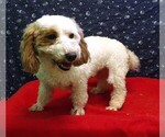 Small #1 Bichon Frise-Poodle (Standard) Mix