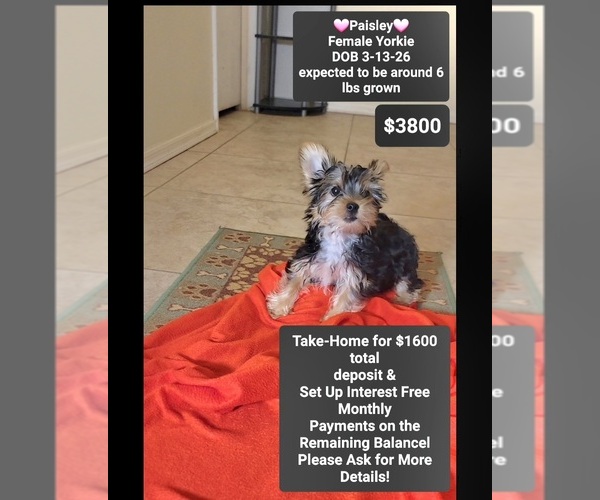 Medium Photo #1 Yorkshire Terrier Puppy For Sale in TUCSON, AZ, USA