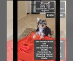 Small Yorkshire Terrier