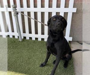 Labrador Retriever Dogs for adoption in Modesto, CA, USA
