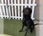 Small Labrador Retriever