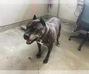 American Pit Bull Terrier Dogs for adoption in Camarillo, CA, USA