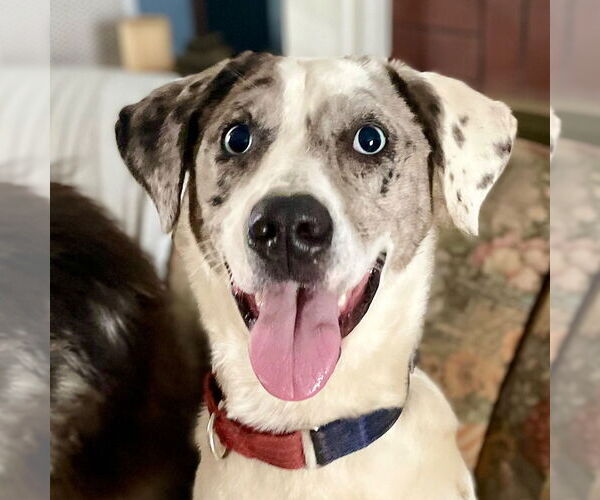 Medium Photo #9 Catahoula Leopard Dog-Unknown Mix Puppy For Sale in Canton, CT, USA