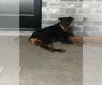 Small #3 Doberman Pinscher