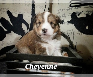 Medium Shetland Sheepdog