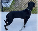 Small #2 Rottweiler