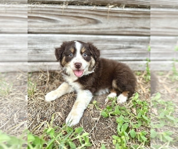 Medium Photo #2 Miniature Australian Shepherd Puppy For Sale in ORLANDO, FL, USA