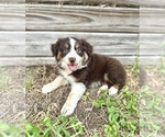 Small #1 Miniature Australian Shepherd