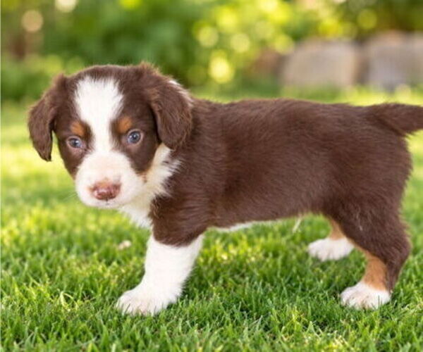 Medium Photo #2 Aussiedox Puppy For Sale in FLEMINGSBURG, KY, USA