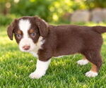 Small #1 Aussiedox