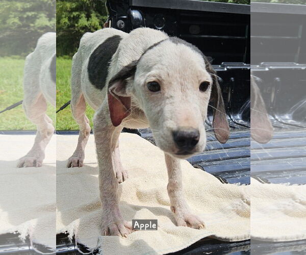 Medium Photo #2 Mutt Puppy For Sale in Corinth, MS, USA