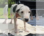 Small #1 Mutt