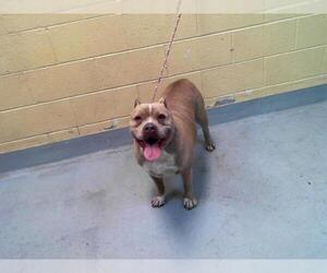 American Pit Bull Terrier-Unknown Mix Dogs for adoption in Tulsa, OK, USA