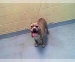 Small American Pit Bull Terrier Mix