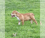 Small Photo #2 Olde English Bulldogge Puppy For Sale in NEOSHO, MO, USA