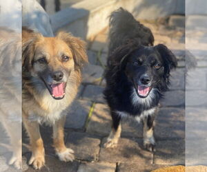 Colonial Cocker Spaniel-Unknown Mix Dogs for adoption in Newport Beach, CA, USA