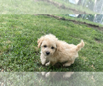Small #1 Goldendoodle-Shih Tzu Mix