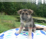 Small #8 German Shepherd Dog