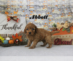 Small #4 Cavapoo