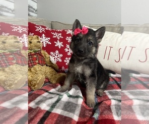 German Shepherd Dog Puppy for sale in ALACHUA, FL, USA