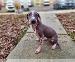 Puppy 2 Peruvian Inca Orchid
