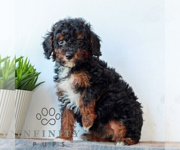 Medium Photo #5 Poodle (Miniature) Puppy For Sale in LITITZ, PA, USA