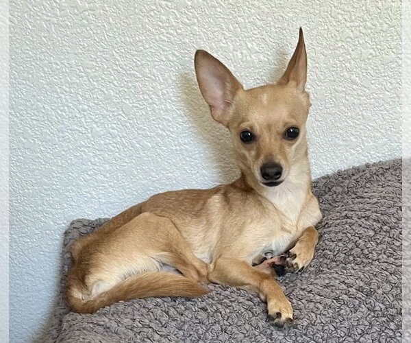Medium Photo #3 Chihuahua Puppy For Sale in Lancaster, CA, USA