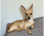 Small #2 Chihuahua