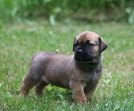 Small #1 Boerboel