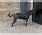 Small American Pit Bull Terrier Mix