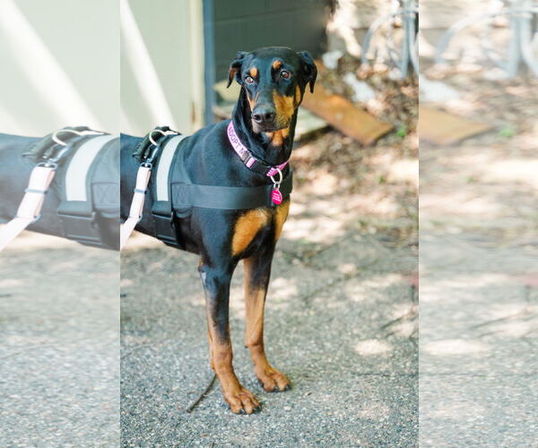 Medium Photo #2 Doberman Pinscher Puppy For Sale in St. Louis Park, MN, USA