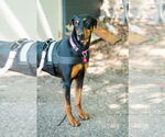 Small #1 Doberman Pinscher