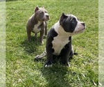 Small Photo #3 American Bully Puppy For Sale in MONROE, MI, USA