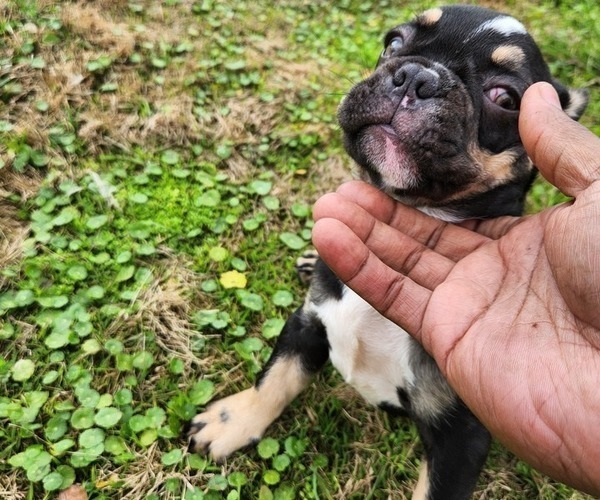 Medium Photo #1 French Bulldog Puppy For Sale in LAFAYETTE, LA, USA