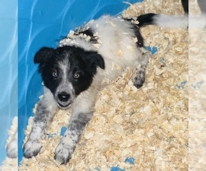 Australian Cattle Dog-Border Collie Mix Puppy for sale in SILVER CREEK, NY, USA