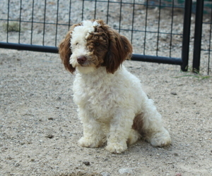 Poodle (Toy) Puppy for sale in JOICE, IA, USA