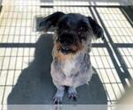 Small Havanese