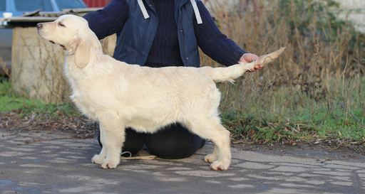 Droll Golden Retriever Corgi Puppies For Sale