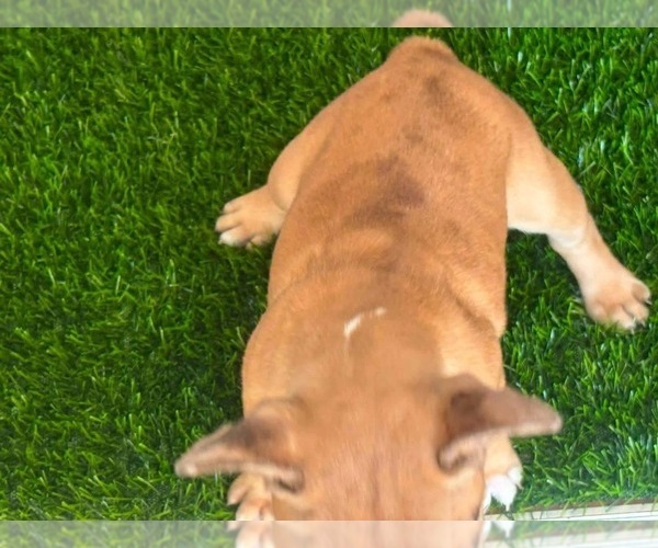 Medium Photo #15 French Bulldog Puppy For Sale in PRINCETON, WV, USA