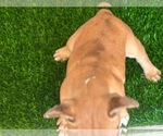 Small #14 French Bulldog
