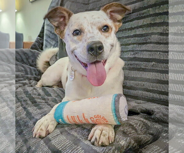 Medium Photo #6 Pointer-Red Heeler Mix Puppy For Sale in Huntley, IL, USA