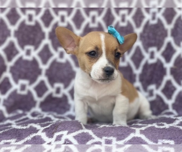 Medium Photo #6 French Bulldog-Jack Russell Terrier Mix Puppy For Sale in LAKELAND, FL, USA