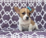 Small #5 French Bulldog-Jack Russell Terrier Mix